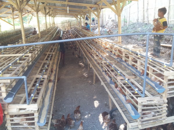 Usaha ternak ayam petelur yang kini menggelait di Kelurahan Dodu. Para peternak mengeluhkan perhatian pemerintah.